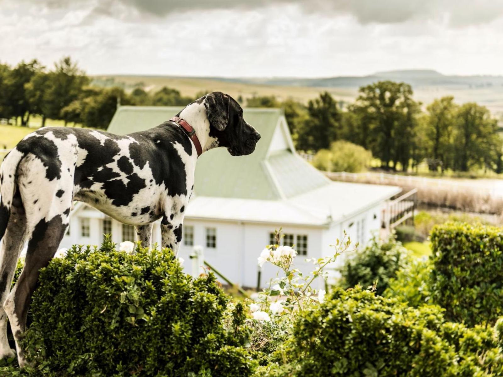 Oaklands Farm Stay Van Reenen Exterior photo